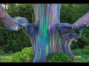 rainboweucal